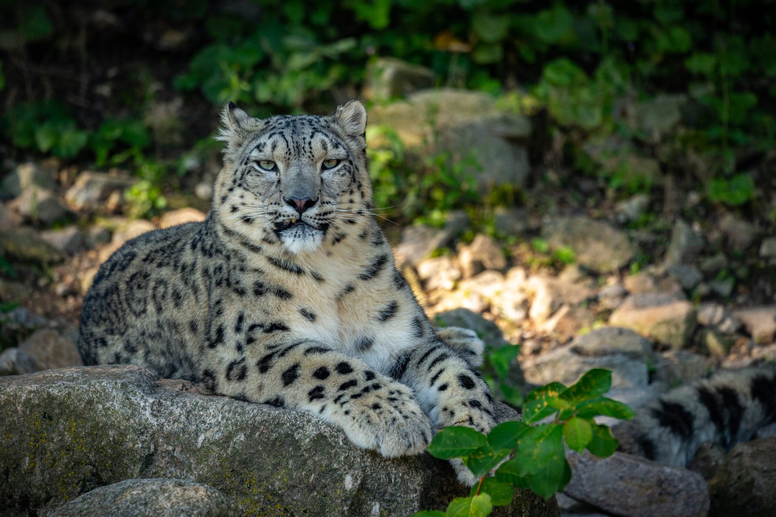 Read more about the article Exploring Spiti to Capture the Rare Snow Leopard on Camera