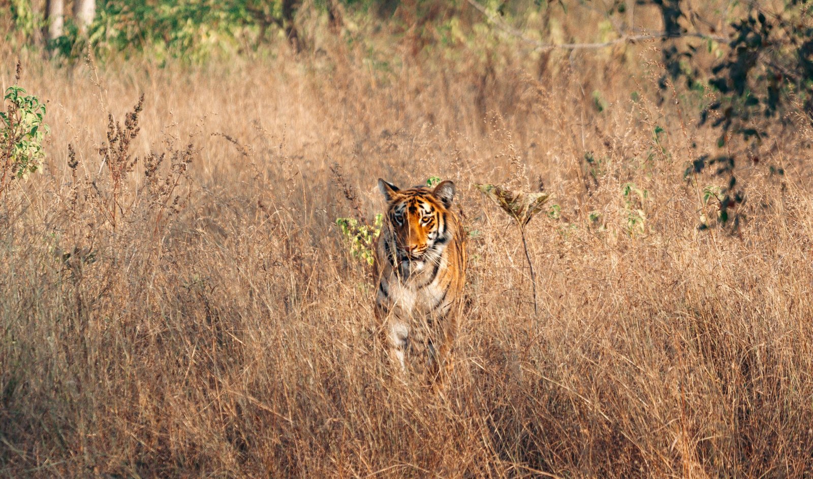 Read more about the article Visit the Taj Mahal, Temples and Tigers of India