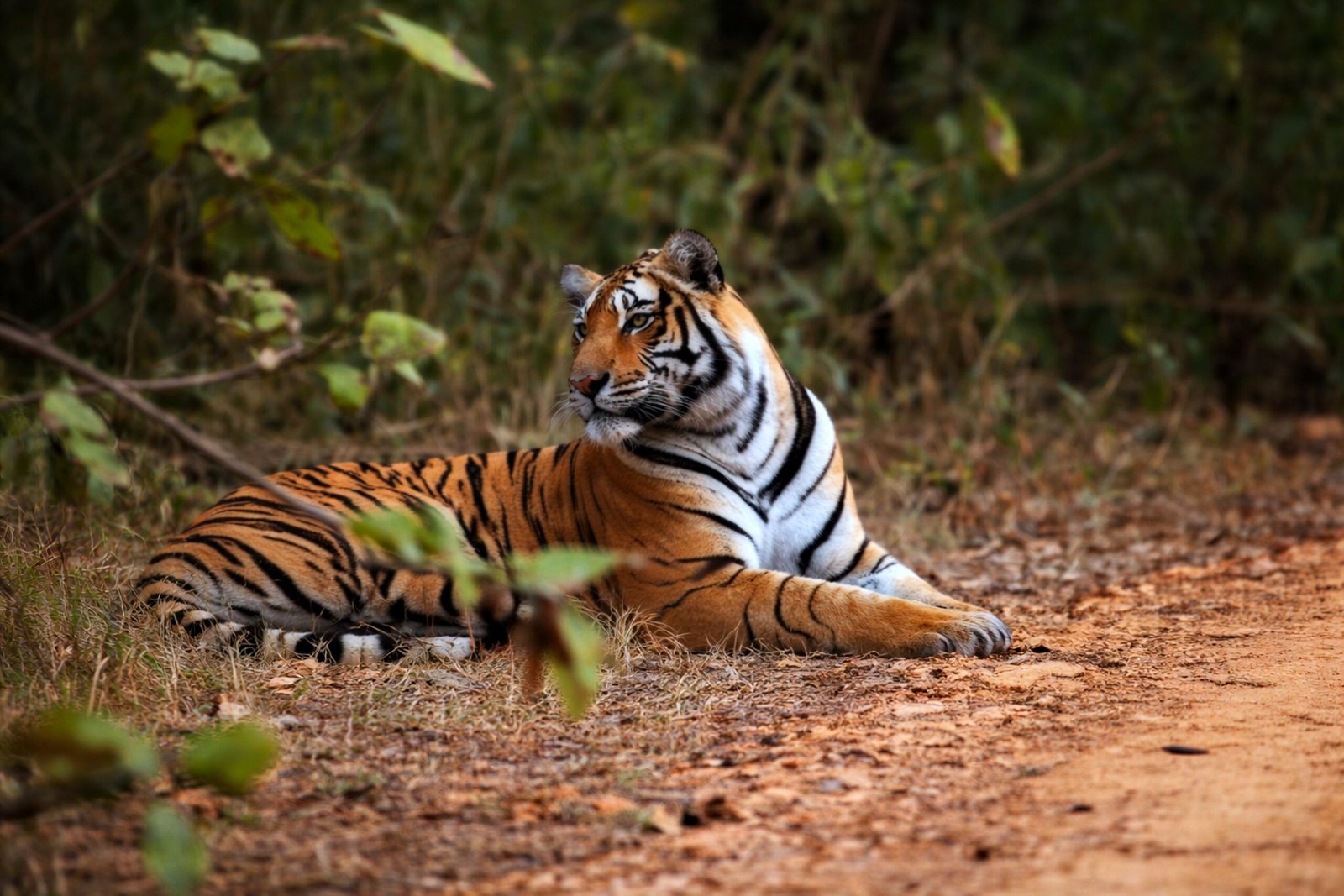 Read more about the article Tadoba Andhari Tiger Reserve Safari A Complete Guide to Tiger Adventures
